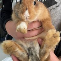 Ficha de Bunny
